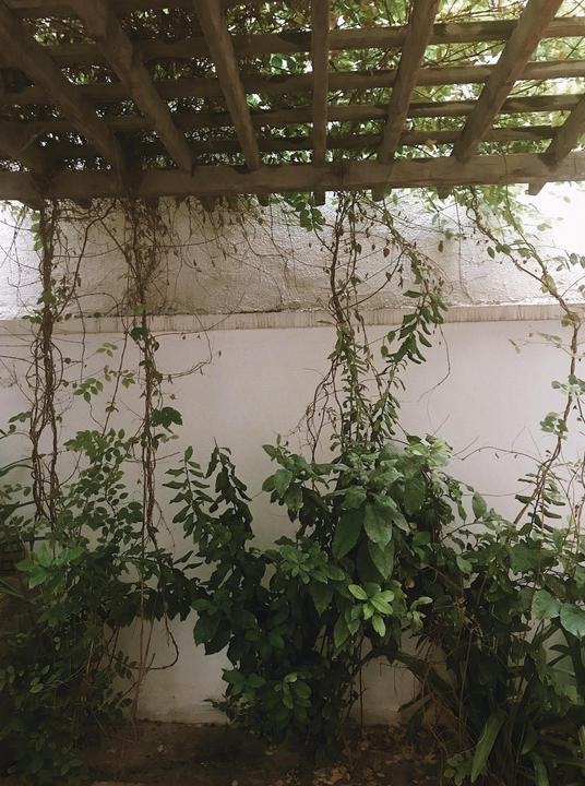 back leaves